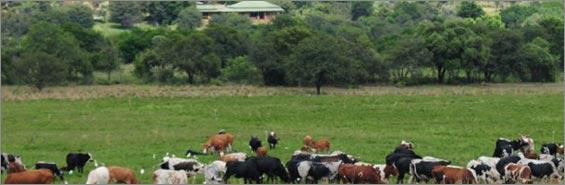 m-puschka-farm-showing-the-real-farming-of-cattle.jpg