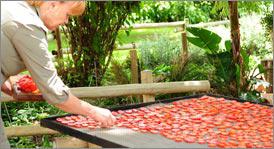 product-sun-dried-tomotoes.jpg product-sun-dried-tomotoes.jpg